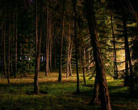 forest with lights