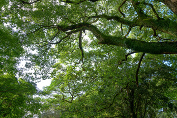 常緑樹林に生える楠