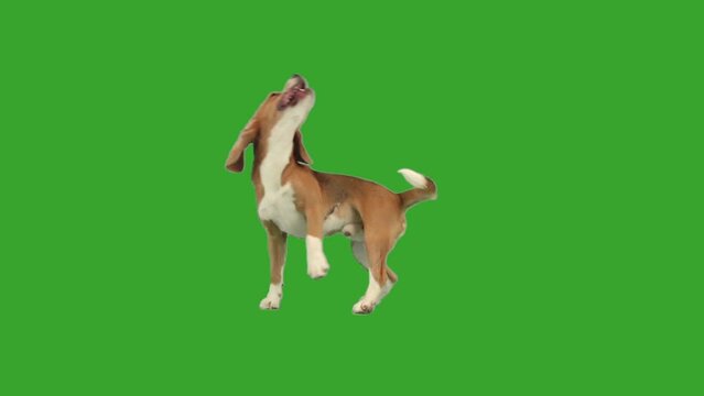 dog dancing on green screen