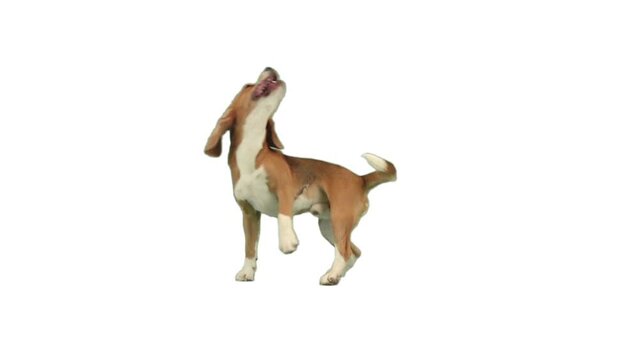 dog dancing on white background