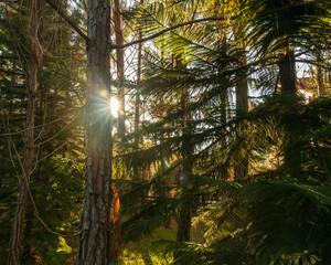 light through the forest