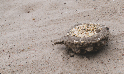 Grains of different cereals in the sand