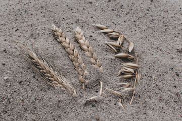Grains of different cereals in the sand
