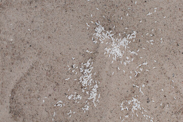 Grains of different cereals in the sand
