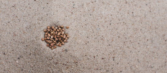 Grains of different cereals in the sand