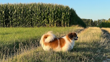 Kleine Tibet Spaniel Dame blickt über die Feld und genießt die Aussicht. Hund, Hündin, Tibetan Spaniel