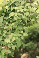 green leaves background