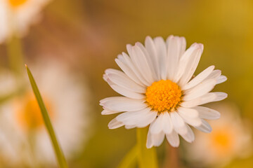 Abstract soft focus sunset field landscape of white flowers and grass meadow warm golden hour sunset sunrise time. Tranquil autumn sunset nature closeup and blurred forest background. Idyllic nature