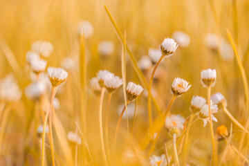 Abstract soft focus sunset field landscape of white flowers and grass meadow warm golden hour sunset sunrise time. Tranquil autumn sunset nature closeup and blurred forest background. Idyllic nature