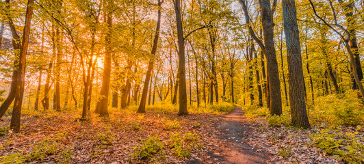 Amazing autumn landscape. Panoramic forest nature. Vivid morning in colorful forest with sun rays orange golden leaves trees. Idyllic sunset, dream fantasy scenic pathway. Beautiful fall park footpath