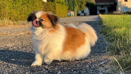 Kleine Tibet Spaniel Dame auf dem Sprung. Sie will weiter laufen und ist gerade dabei zu starten....