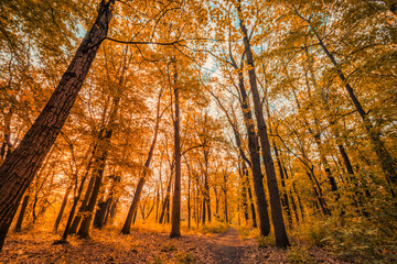 Amazing autumn landscape. Panoramic forest nature. Vivid morning in colorful forest with sun rays orange golden leaves trees. Idyllic sunset, dream fantasy scenic pathway. Beautiful fall park footpath