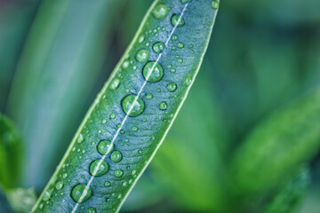 Green leaves drops of water natural background. Zen, meditation nature closeup, abstract organic texture background. Beautiful sunny leaf texture nature. Tranquil spring flora plants ecology concept