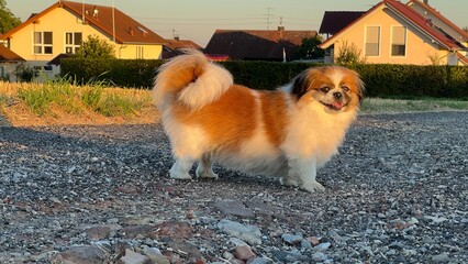 Kleine Tibet Spaniel Dame steht auf einem Weg beim Spaziergang und schaut seitlich zur...