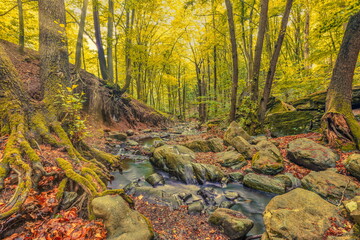 Autumn creek woodland with sunny yellow trees foliage rocks in forest mountain. Idyllic travel  hiking landscape, beautiful seasonal autumn nature. Amazing dream scenic colorful outdoor inspire nature