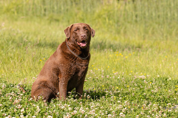 Fat overweight old brown Labrador sitting on the grass