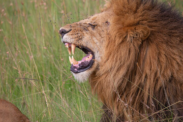 Large male lion showing teeth during Flehmen response, on a safari in Masai Mara, Kenya