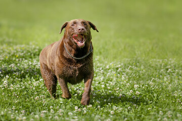 Old brown Labrador wearing necklace running in the grass with mouth open and tongue out
