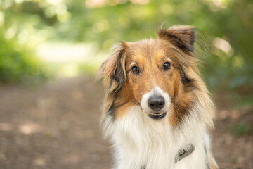Portrait of cute sheltie dog looking at camera