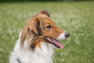 Portrait of sheltie dog looking sideways with mouth open and tongue out behind a green grass...