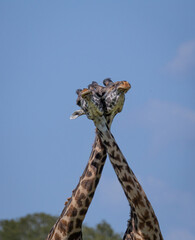 Two male giraffe heads together while necking and fighting over dominance in the African bush Masai...