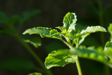 Green leaves and small flowers of Ocimum tenuiflorum or Ocimum sanctum (Holy basil, Thai basil,...