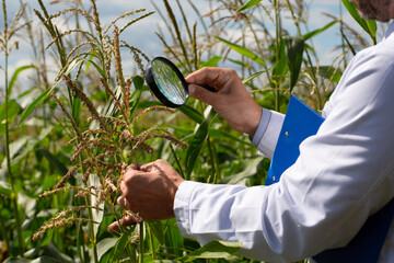 Hands of an agronomist-researcher close-up - he examines the stems of corn through a magnifying...