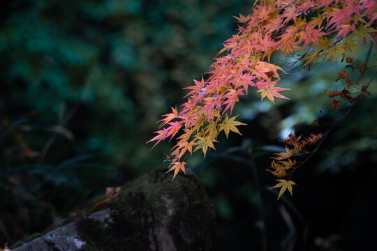 Japanese maple leaves