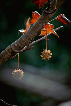 Japanese maple leaves
