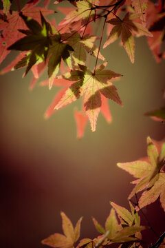 Japanese maple leaves