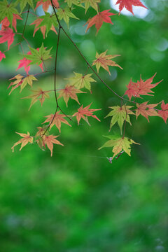 Japanese maple leaves