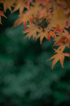 Japanese maple leaves