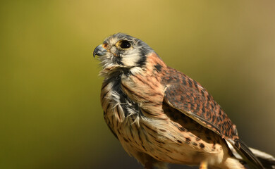cernicalo hembra de cetreria posado