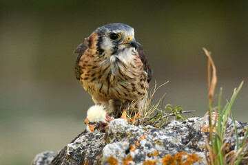 cernicalo hembra de cetreria posado