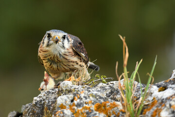 cernicalo hembra de cetreria posado