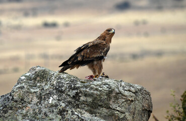 Fototapeta premium rapaces en la sierra abulense