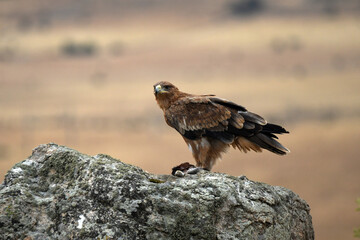 rapaces en la sierra abulense