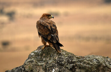 rapaces en la sierra abulense