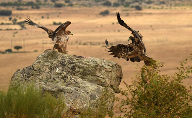 rapaces en la sierra abulense