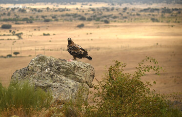 rapaces en la sierra abulense