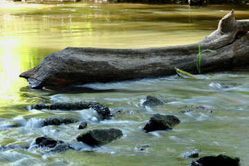 Kamienie rzeczne i konar drzewa w rzece.
River stones and tree limb in the river. - obrazy, fototapety, plakaty