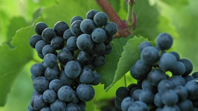 Ripe bunch of dark red grapes on branch surrounded by leaves. Growing organic juicy grapes. Harvest season in autumn. Cultivation of grapes for wine. Bunch of grapes close up. slow motion footage