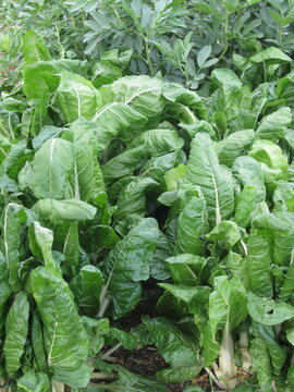 leafy swiss chard Beta vulgaris