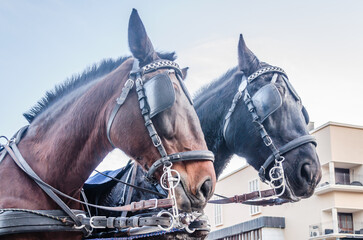 Two horses harnessed in red carriages