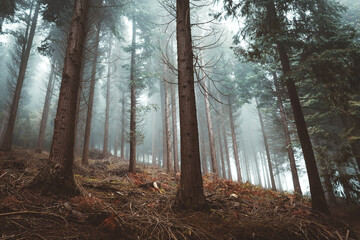 Awesome forest full of fog