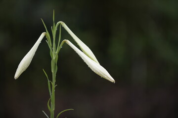 豪華にたくさん花をつけたシンテッポウユリ