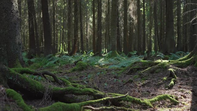 Mysterious and magical moss forest during summer