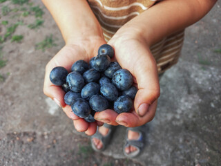 blueberries in the hands of a child