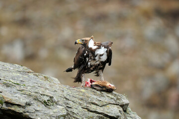 joven aguila real en la montaña