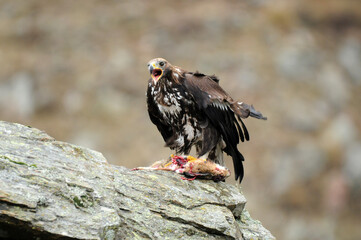 joven aguila real en la montaña